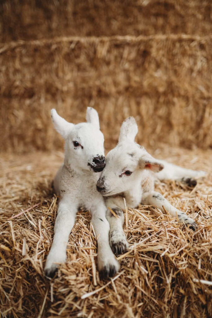 Bates Farm Meet The Lamb 26_1