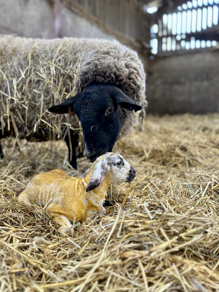 Bates Farm Meet The Lamb 26_6