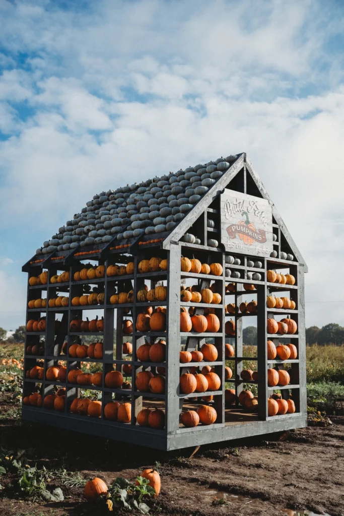 Pumpkin Patch 2026_10