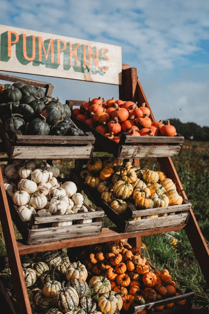 Pumpkin Patch 2026_3