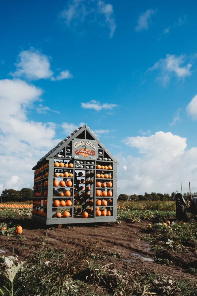 Pumpkin Patch 2026_7