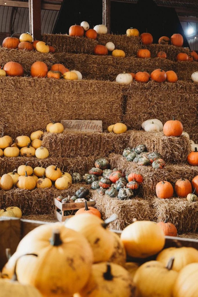 Pumpkin Patch 2026_8
